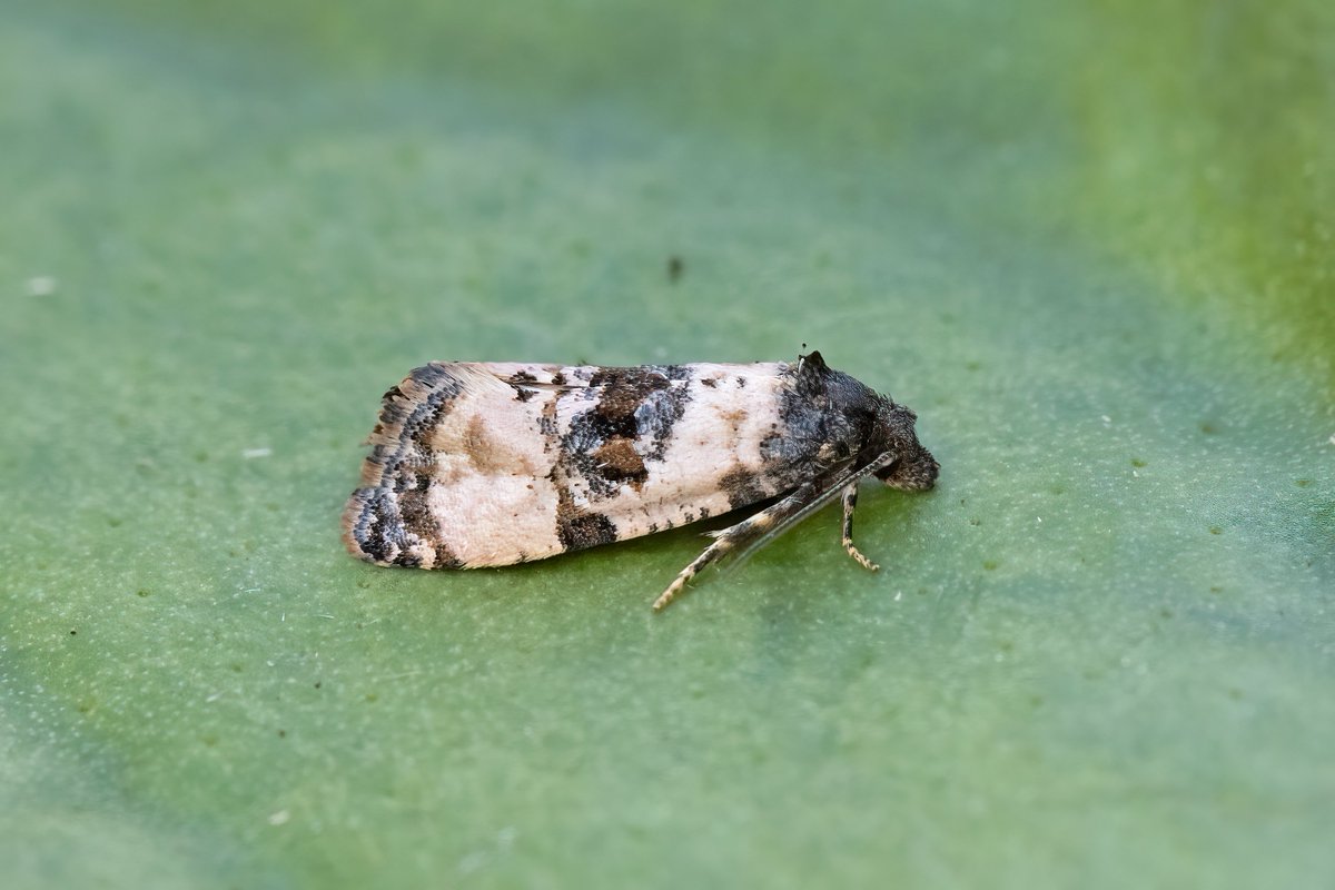 111/43 27th April Burntisland, beat previous best April night for diversity which was 30. 7 NFY included Scrob. acuminatella, Common Carpet, Foxglove Pug and Spectacle. Nearby White-pinion Spotted by day at Kinghorn Loch recently arrived and establishing well in Fife #teammoth