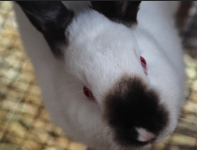 AgriHopper's tweet photo. Know This Disease: Snuffles
Symptom: Sneezing, runny nose.
Cause: Pasteurella bacteria
Tip: Quarantine new rabbits 2 weeks.
Prevention > Cure
#RabbitHealth #SnufflesAlert #AgriHopperDiseaseWatch https://t.co/60gQIIauqU