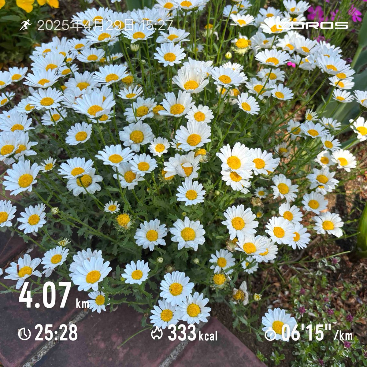 kisuturi's tweet photo. ゴールデンウィーク！
気持ちいいランニングでスタート🏃‍♂️ https://t.co/UndXGi9ocT