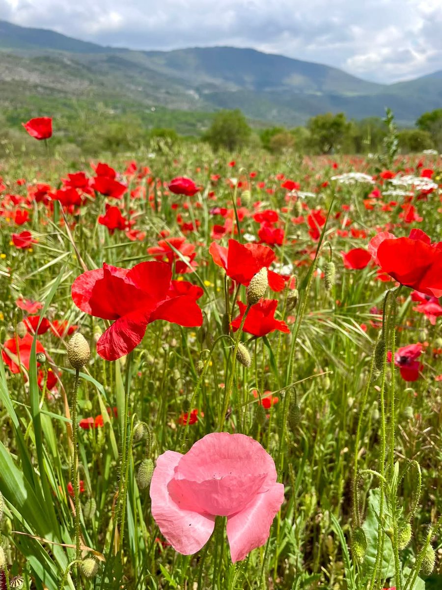 susanlett5's tweet photo. #BuongiornoATutti 🌸
Tra gli alberi ancora defogliati
e un campo di 
#papaveri rossi...
in primo piano, spicca un solitario papavero rosa!!
 #ThePinkPoppy is unique in its solitude..
📷: mia
#SpringMagic 
#29aprile 
#Beuty
#ThePinkPoppy #uniqueBeauty 
#Bellezza https://t.co/A4SUnUt473