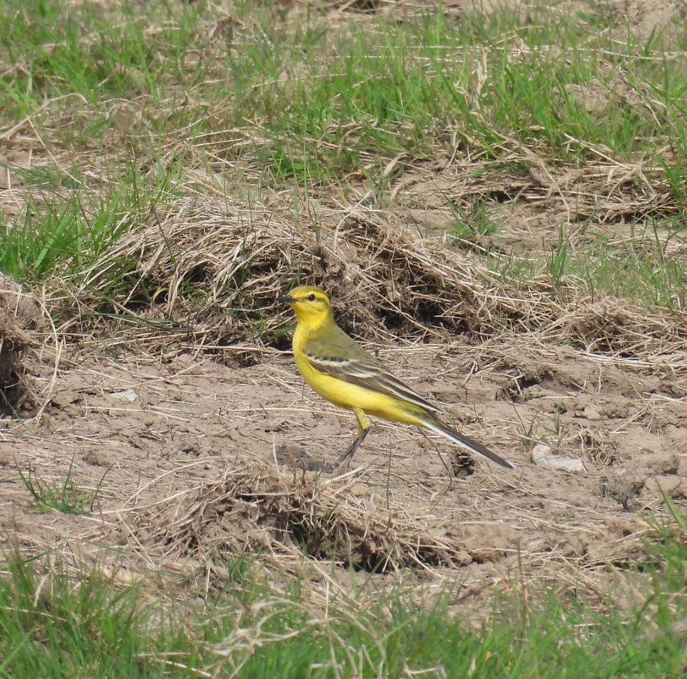ComberNath's tweet image. Lincolnshire yesterday: Frampton: resident Whooper, Ruff, LRP, Med Gull. Freiston: Yellow Wag & Wheatear on field, Whinchat on tarmac path + Whimbrel from sea bank. No luck with Dark Breasted Barn Owl at Bourne but compensated with a showy Little Owl! @RSPBFrampton @Lincsbirding