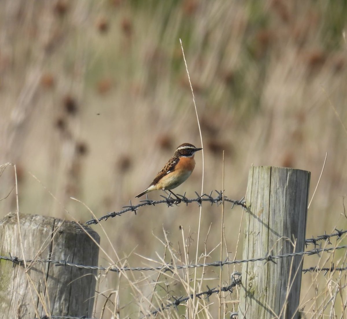 ComberNath's tweet image. Lincolnshire yesterday: Frampton: resident Whooper, Ruff, LRP, Med Gull. Freiston: Yellow Wag & Wheatear on field, Whinchat on tarmac path + Whimbrel from sea bank. No luck with Dark Breasted Barn Owl at Bourne but compensated with a showy Little Owl! @RSPBFrampton @Lincsbirding