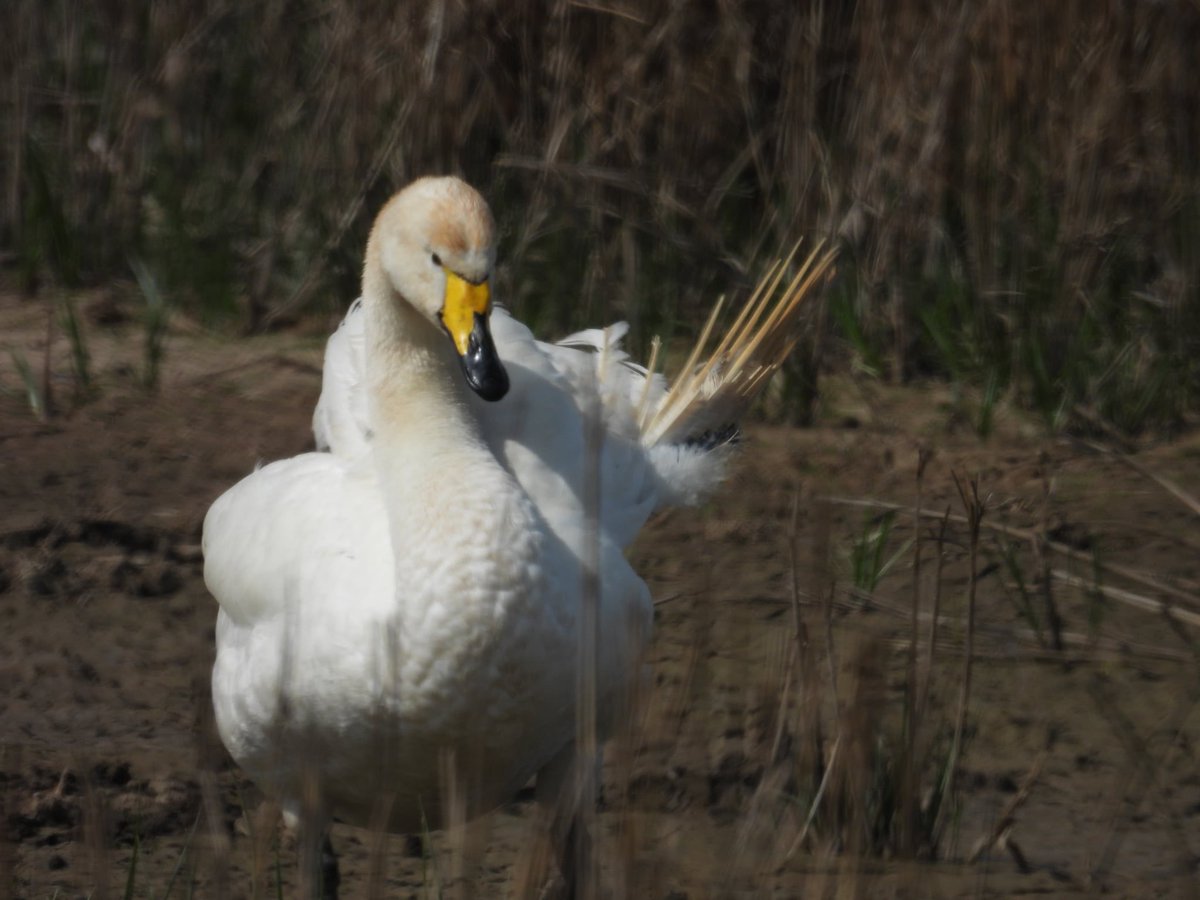 ComberNath's tweet image. Lincolnshire yesterday: Frampton: resident Whooper, Ruff, LRP, Med Gull. Freiston: Yellow Wag & Wheatear on field, Whinchat on tarmac path + Whimbrel from sea bank. No luck with Dark Breasted Barn Owl at Bourne but compensated with a showy Little Owl! @RSPBFrampton @Lincsbirding