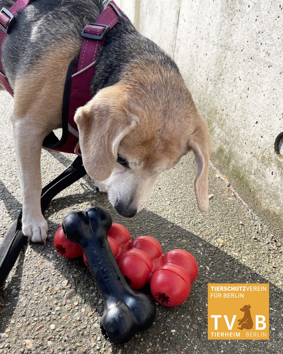 Vielen Dank an Kong für den #Support. Sie haben unseren Fellnasen in den Hunde- und Katzenhäusern ein großes Paket voller Beschäftigungsspielzeug gespendet. 🧡 #berlin

Beagle Luna sucht mit ihrer Freundin Lilly noch ein #Zuhause. Alle #Infos gibt es hier: tierschutz-berlin.de/tiere/lilly-lu…