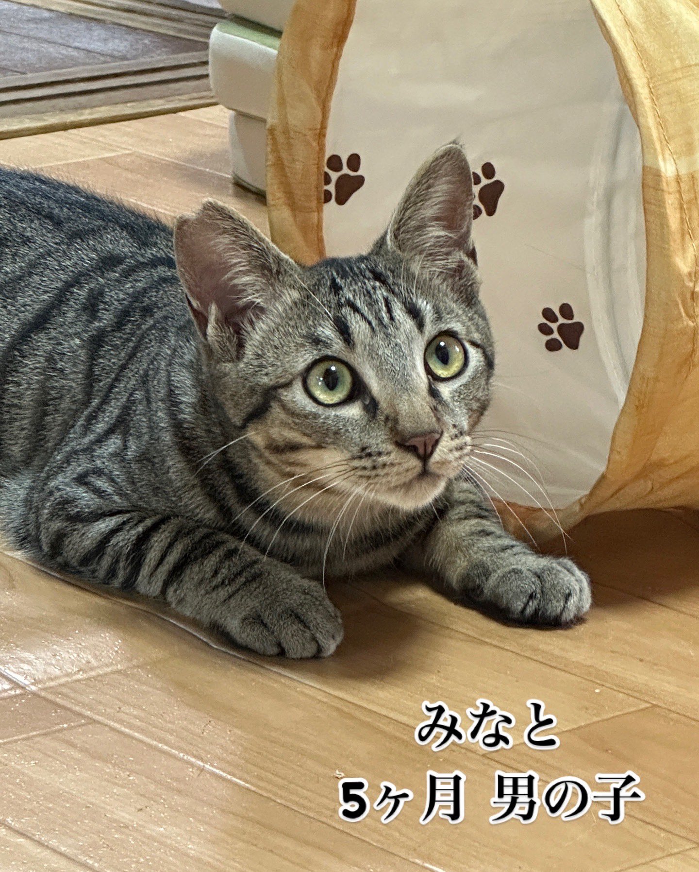 保護猫カフェ Cat Space【里親募集・大阪/天満 保護猫カフェ Cat Space【里親募集・大阪/天満