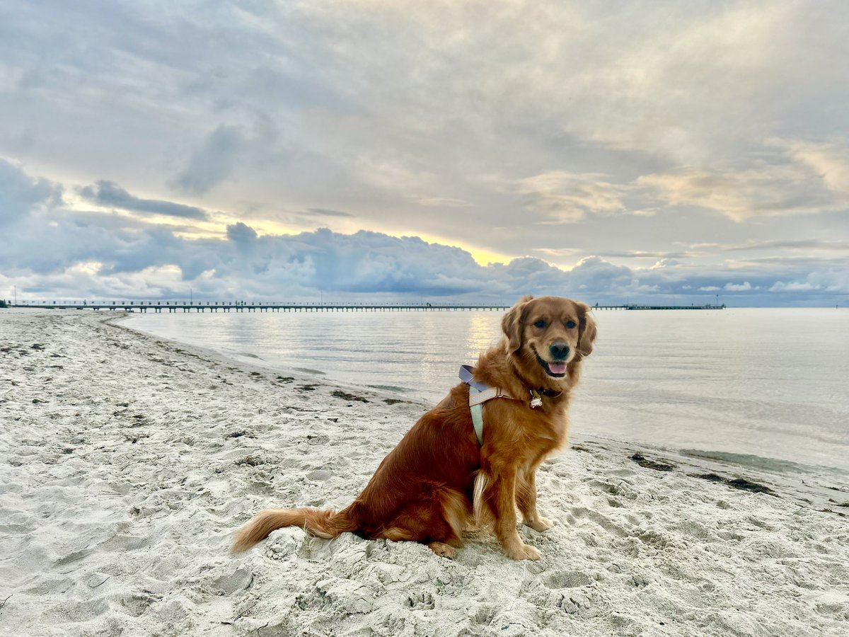 Brent Hodgson tweet media