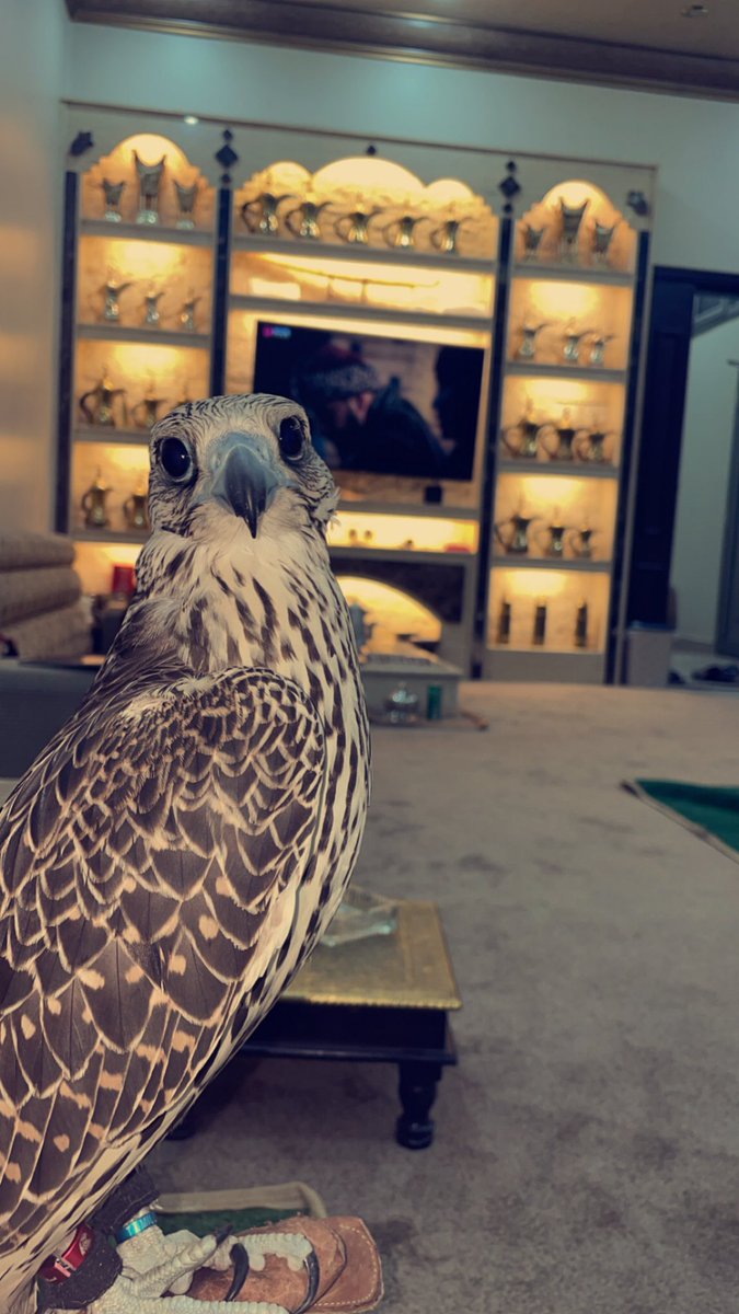 لا تراجع في قراراتك وخلك ساطيّ
دايمًا ماينجح إلا الصامل المتهوّر .