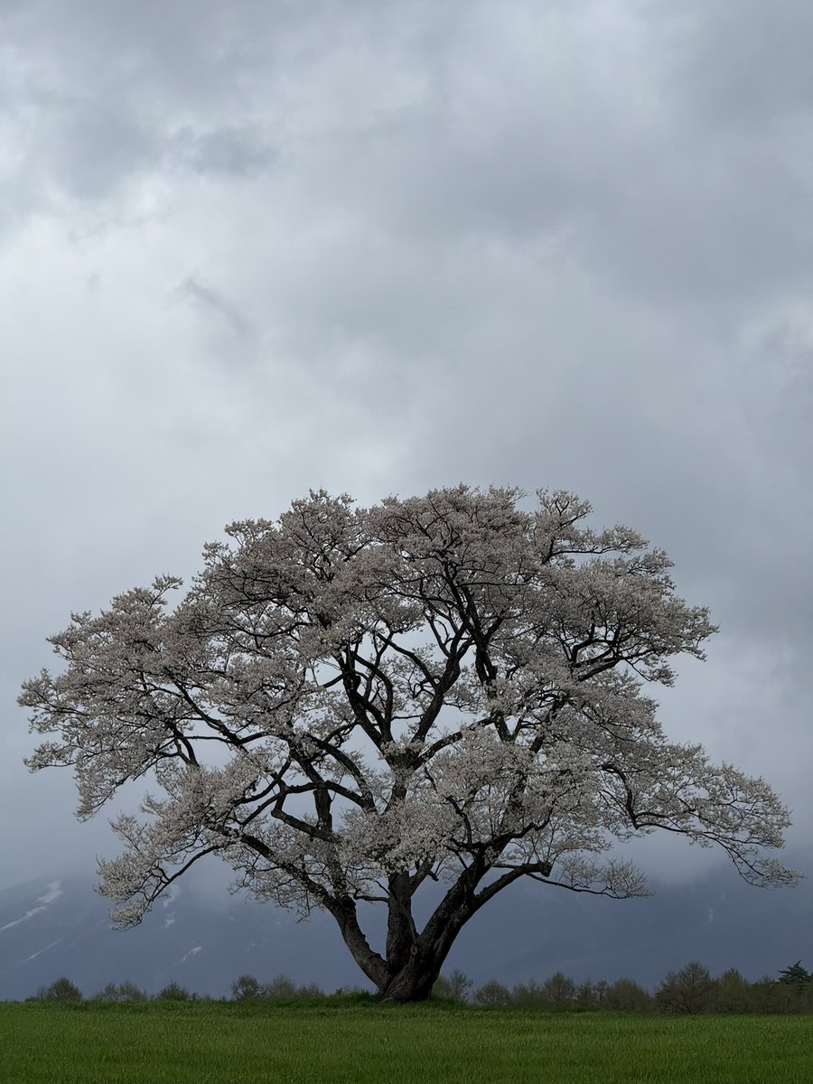 一本桜
見事でした