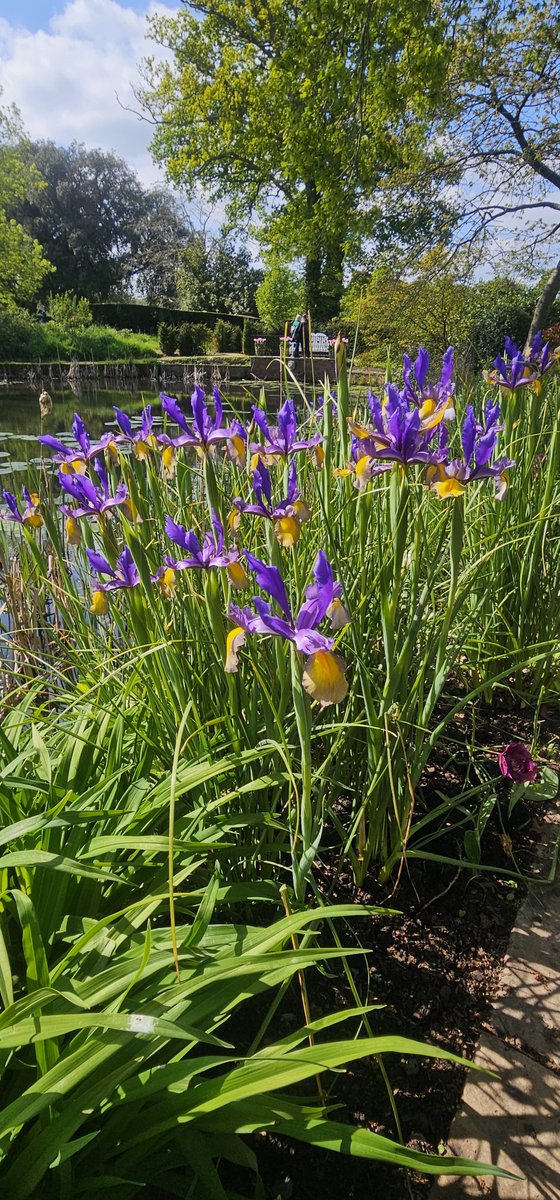 Views across the Egg Pond
#holeparkgarden #holeparkgardens