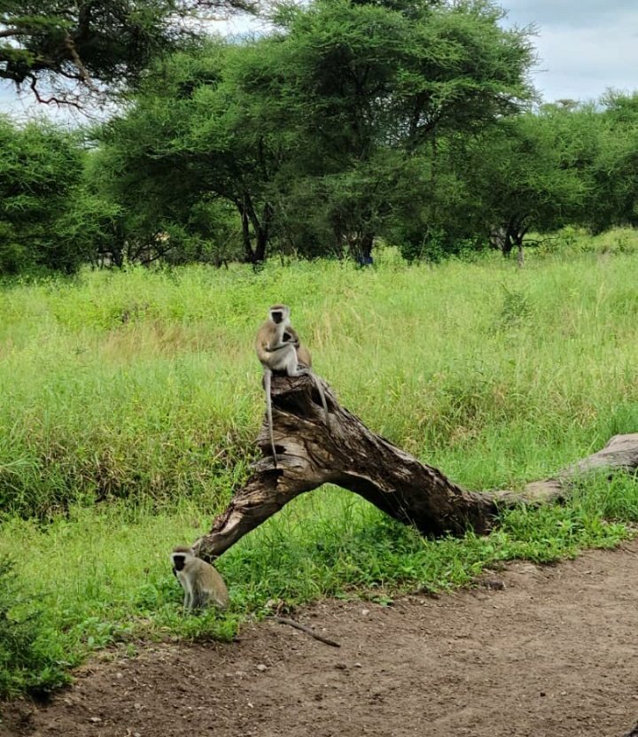 bravniwamanya's tweet photo. Whispers of the wild, spoken in stillness.
#VisitUganda
#Ultimatesafarisplug https://t.co/xL3ExvoOAH