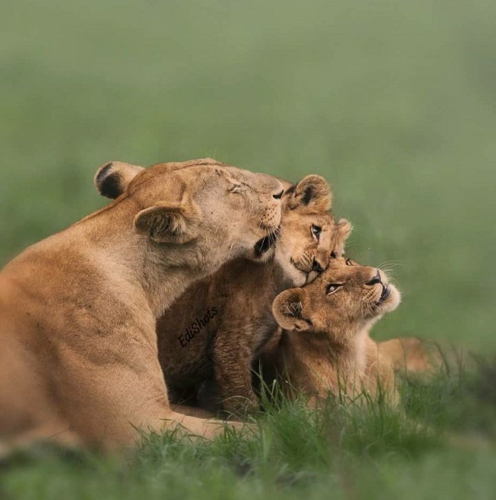 bravniwamanya's tweet photo. Whispers of the wild, spoken in stillness.
#VisitUganda
#Ultimatesafarisplug https://t.co/xL3ExvoOAH