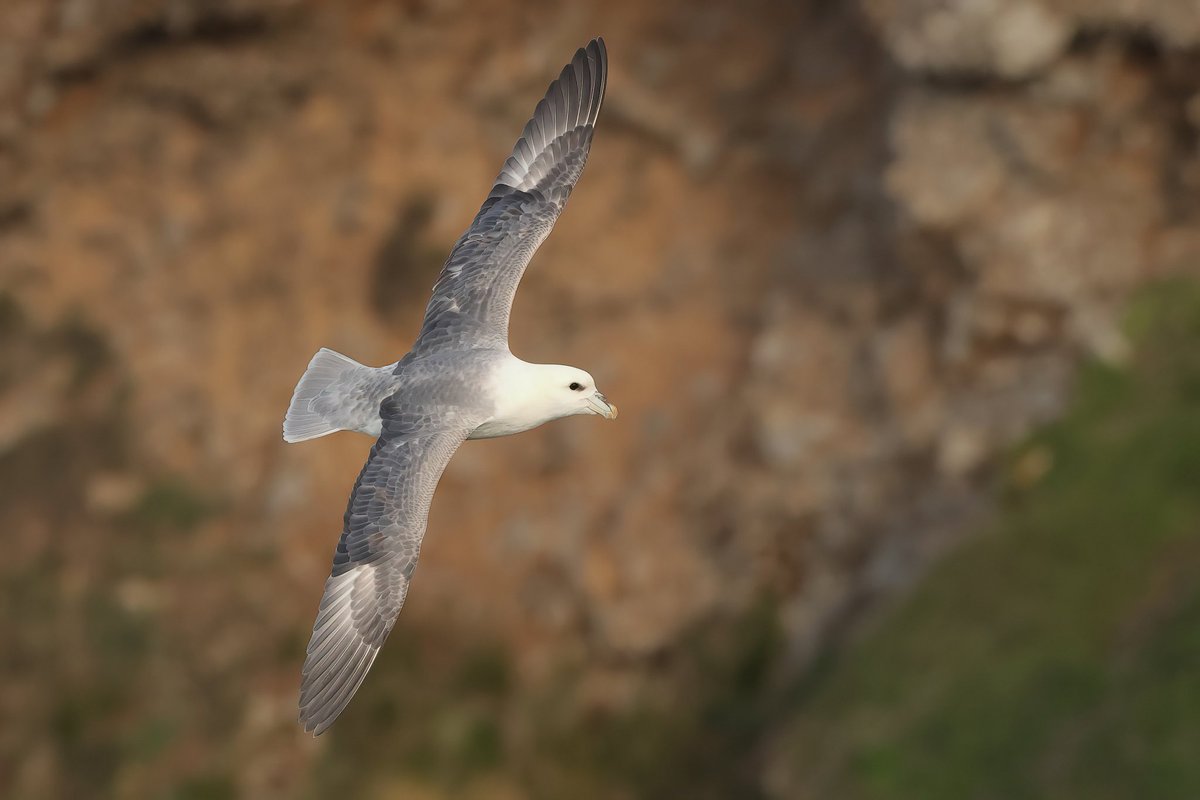 Jthomas123Jay's tweet photo. Fulmar
#mewslade https://t.co/blk2oLVK4p