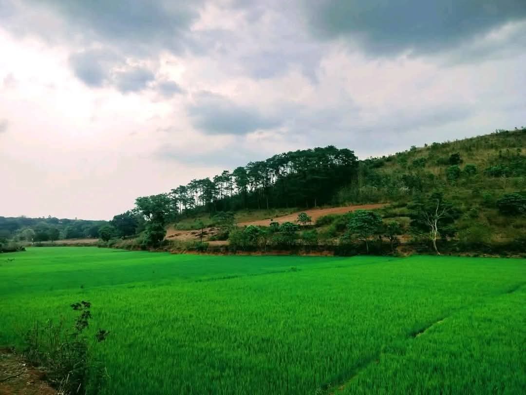 D_Jaadugar's tweet photo. Why should visit #Kashmir ??
Let's explore #Odisha
#Koraput #Nature #Adventure #Vedic #Peace #Photography #Tourism #Food #Temple #Trecking #Heaven
A thread... https://t.co/qz9GlQMoP4
