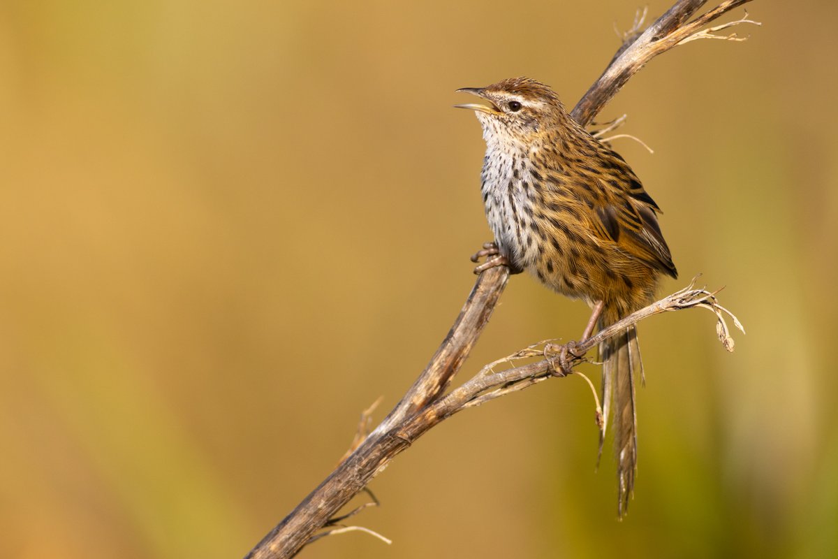 DrPaulSorrell's tweet photo. You can't keep a good mātātā (fernbird) down …
#birdphotography #TwitterNatureCommunity #birds #nzbirds #wildlifephotography #NaturePhotography #BBCWildlifePOTD #ThePhotoHour #PhotoOfTheDay #BirdsSeenIn2025 #Fernbird #NewZealandFernbird #Mātātā #GoldenHour https://t.co/MoRbT4zyy9
