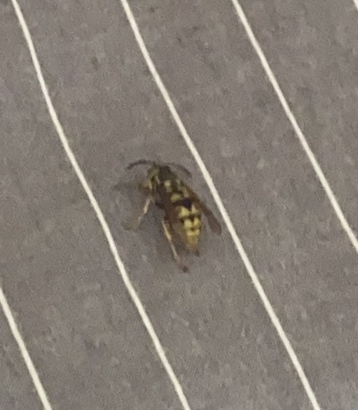 k1vinVOSSA's tweet photo. Woke up and found a damn wasp on my bed， what a day https://t.co/VCyTzS7MDT