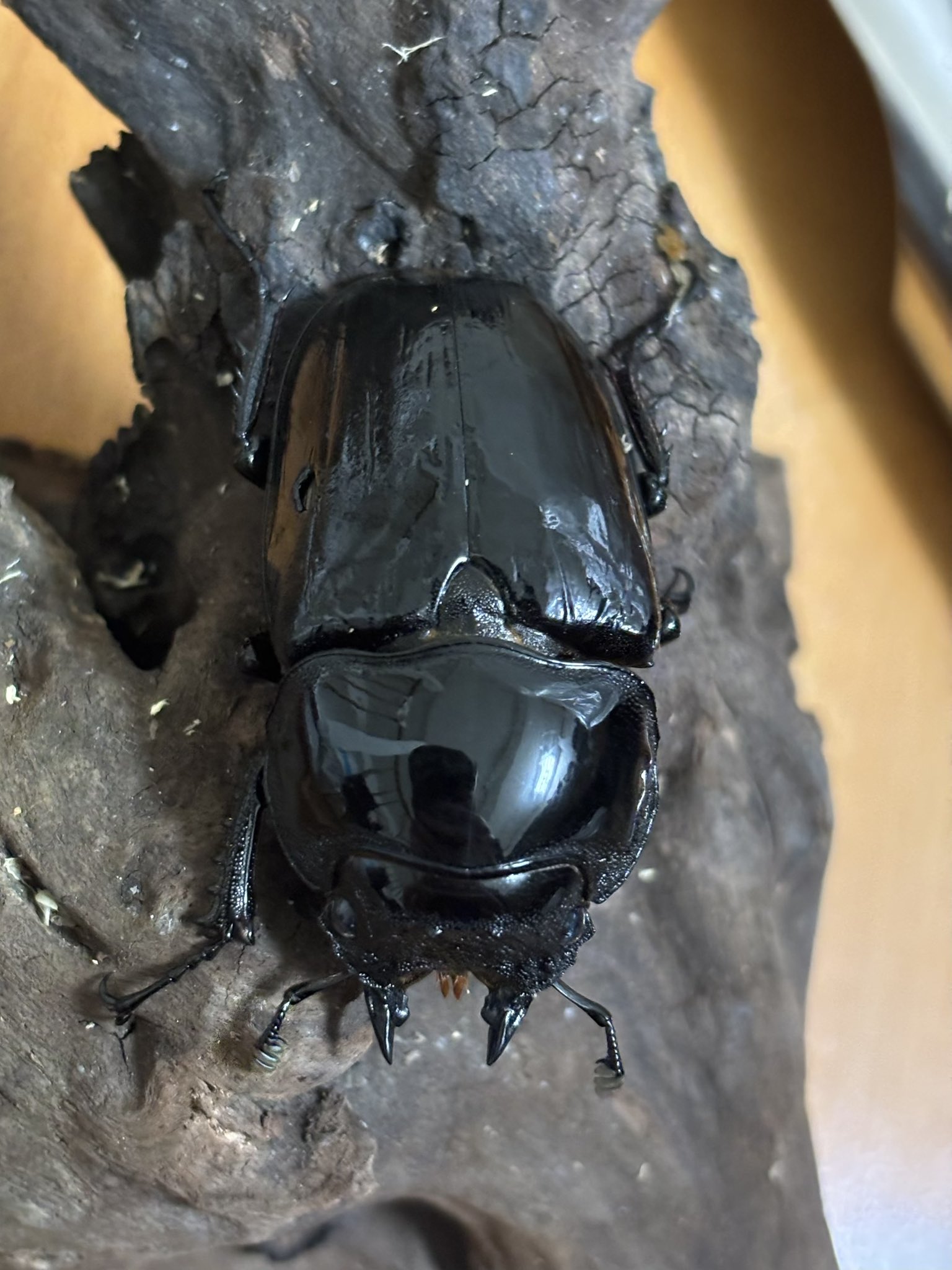 ニジイロクワガタ　66mmオーバー ニジイロ - クワガタ横丁