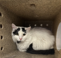 PeterAskin1's tweet photo. Senior dollie "Seelie" with the expressive face
really needs to win the rescue race
& at #DevoreCA a most dreadful place!
To adopt see the info below
& let's get on with this show!
(No pledges please)!
VERY URGENT! 🙏 https://t.co/ckBunjOetV