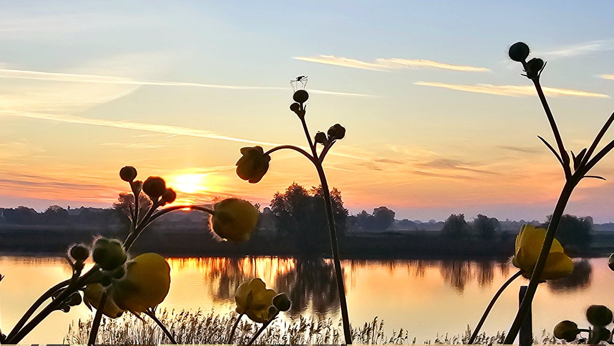 Motormiss's tweet photo. Een versluierd zonnetje liet de wolken kleuren. Een mugje bovenop de boterbloemen genoot mee. Het water weerkaatste alles voor een nóg mooier uitzicht en speciaal voor jou "Zen in 19 seconden" 🤭👀
#Andel #Altena #afgedamdemaas #zonsopgang #rustgevend https://t.co/y0qZWAcCUQ