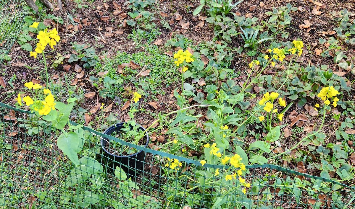 AntonSArkhipov's tweet image. This mustard plant has been blooming in my yard the whole winter and spring. I never knew that mustard flowers are so fragrant. They have a pleasant and calming aroma, very gentle and sweet!