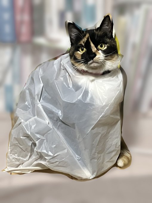 目を離したら何してるのキミ 