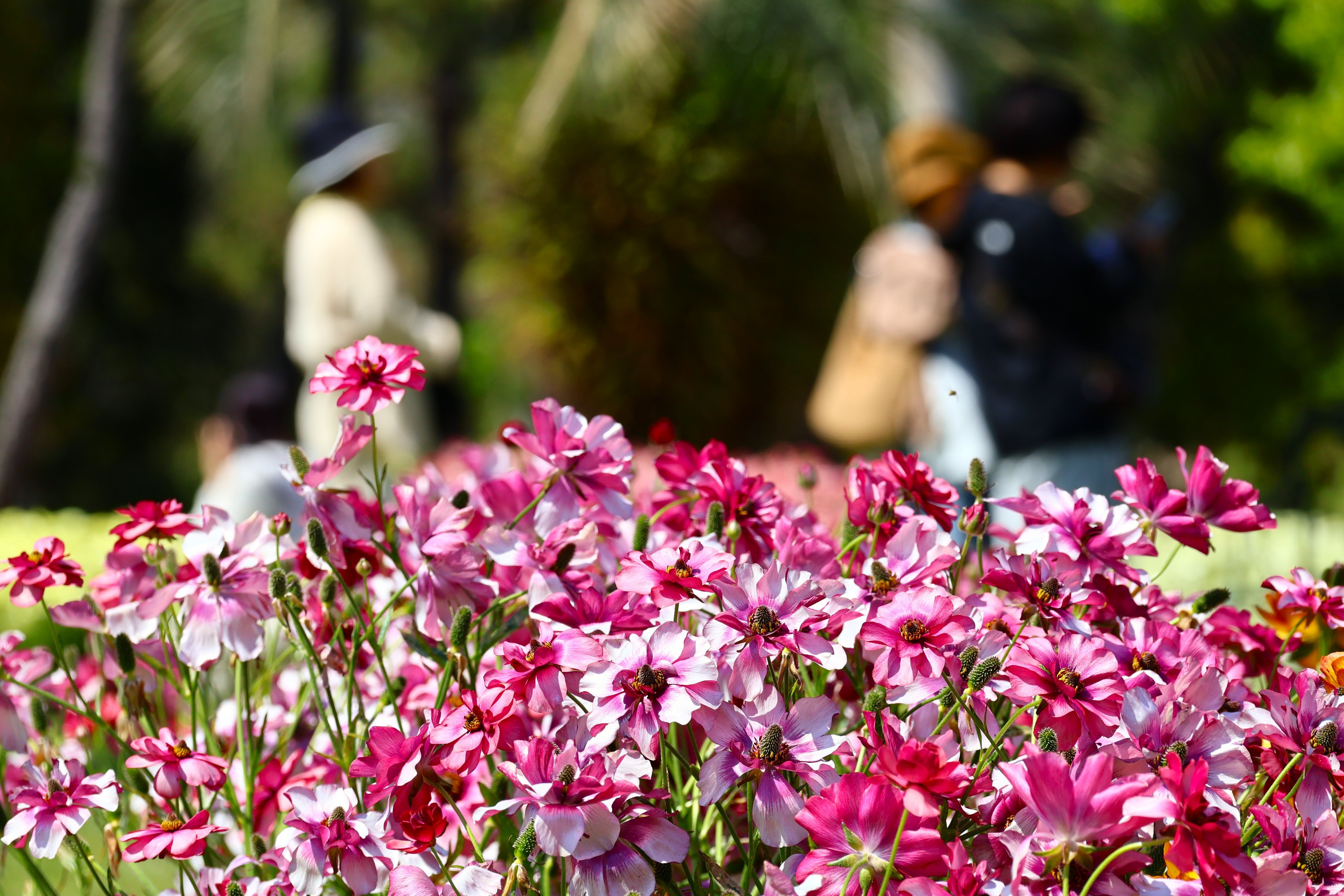 明石海峡公園管理センター (@awajikaikyopark) / X 明石海峡公園管理センター (@awajikaikyopark) / X