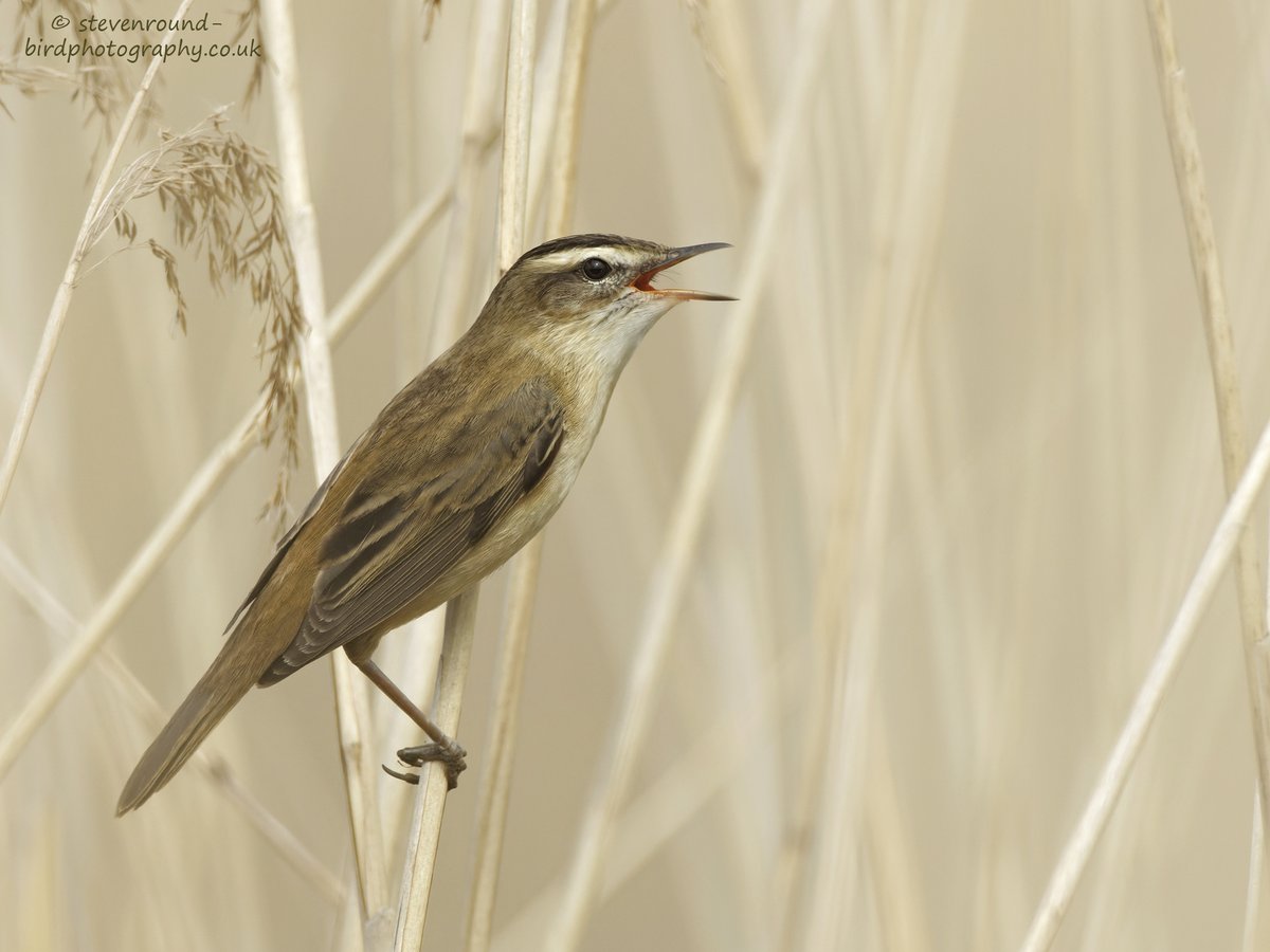 Sedge Warbler. At <a href="/RSPB_BurtonMere/">RSPB Burton Mere Wetlands</a> 
#wirralbirds