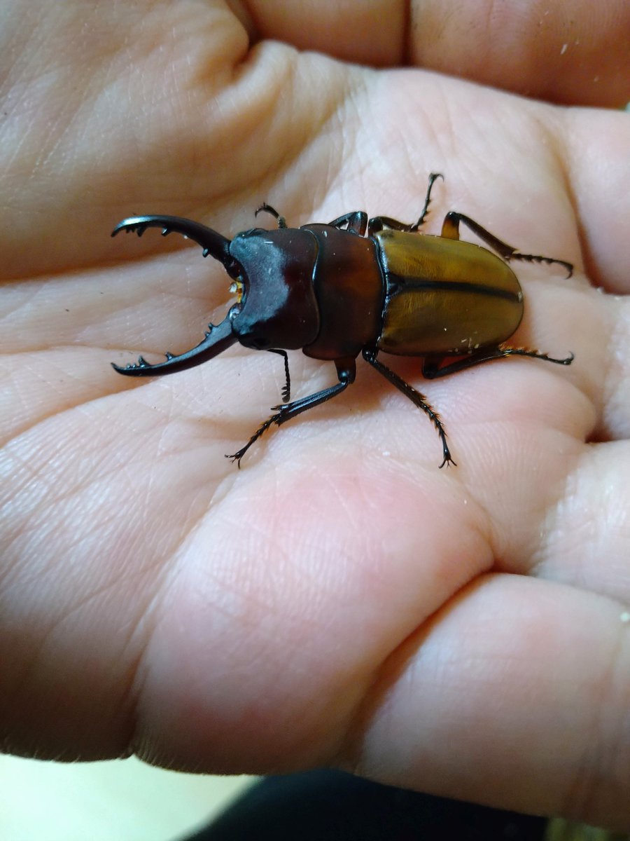 lucanus0119's tweet photo. レックスゾウカブト、ミクラミヤマ、ブルイジンを購入
大型ゾウカブトに野外採集禁止種と良いものを買えた、ブルイジンは20年くらい前に弟が買ってたと言う思い出補正 https://t.co/W4NioJ1TJN
