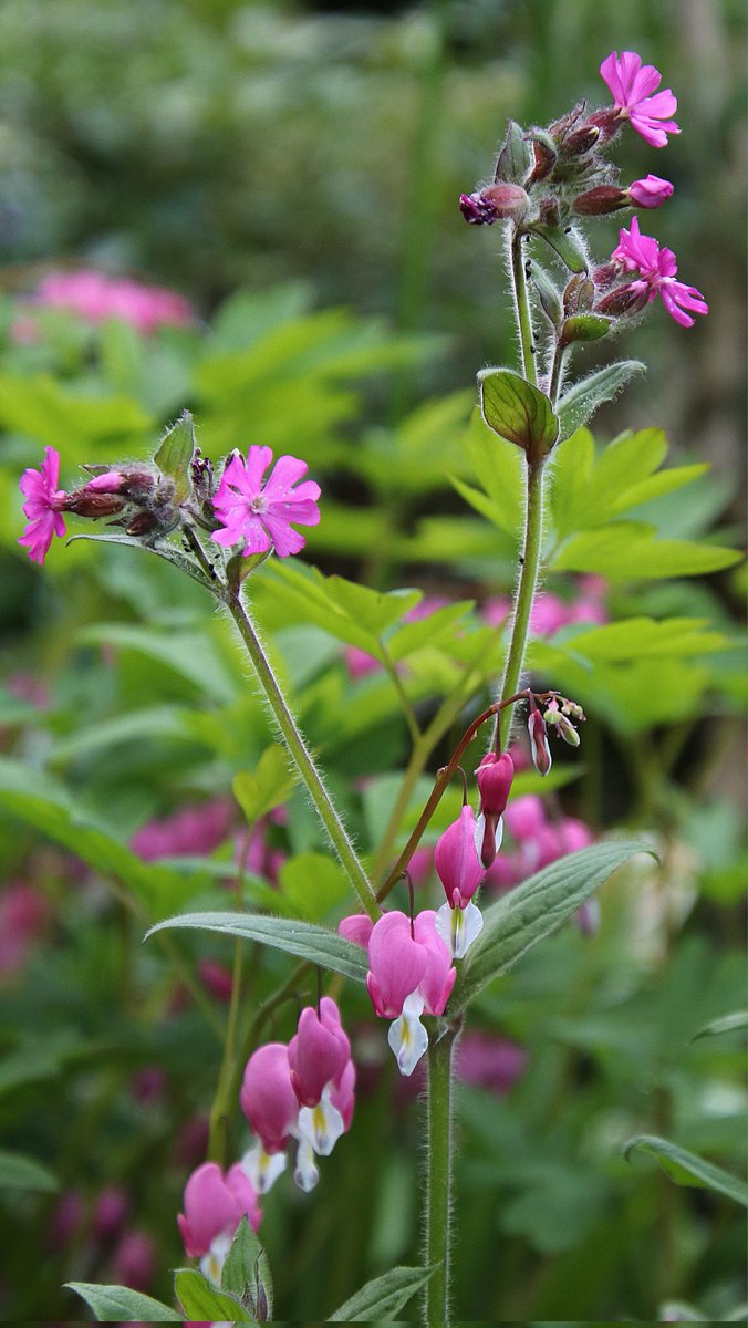 IsaVerbist's tweet photo. #Redcampion and #bleedingheart
for #pinktuesday π©·
#tuesdayflowers #ThePhotoHour #mygarden #naturelovers #TwitterNatureCommunity #NaturePhotography #photography #Flowers #bleedinghearts #channel169 #flowerphotography #dicentraspectabilis #flowersofX #flowersonX https://t.co/yH9aSvynvo