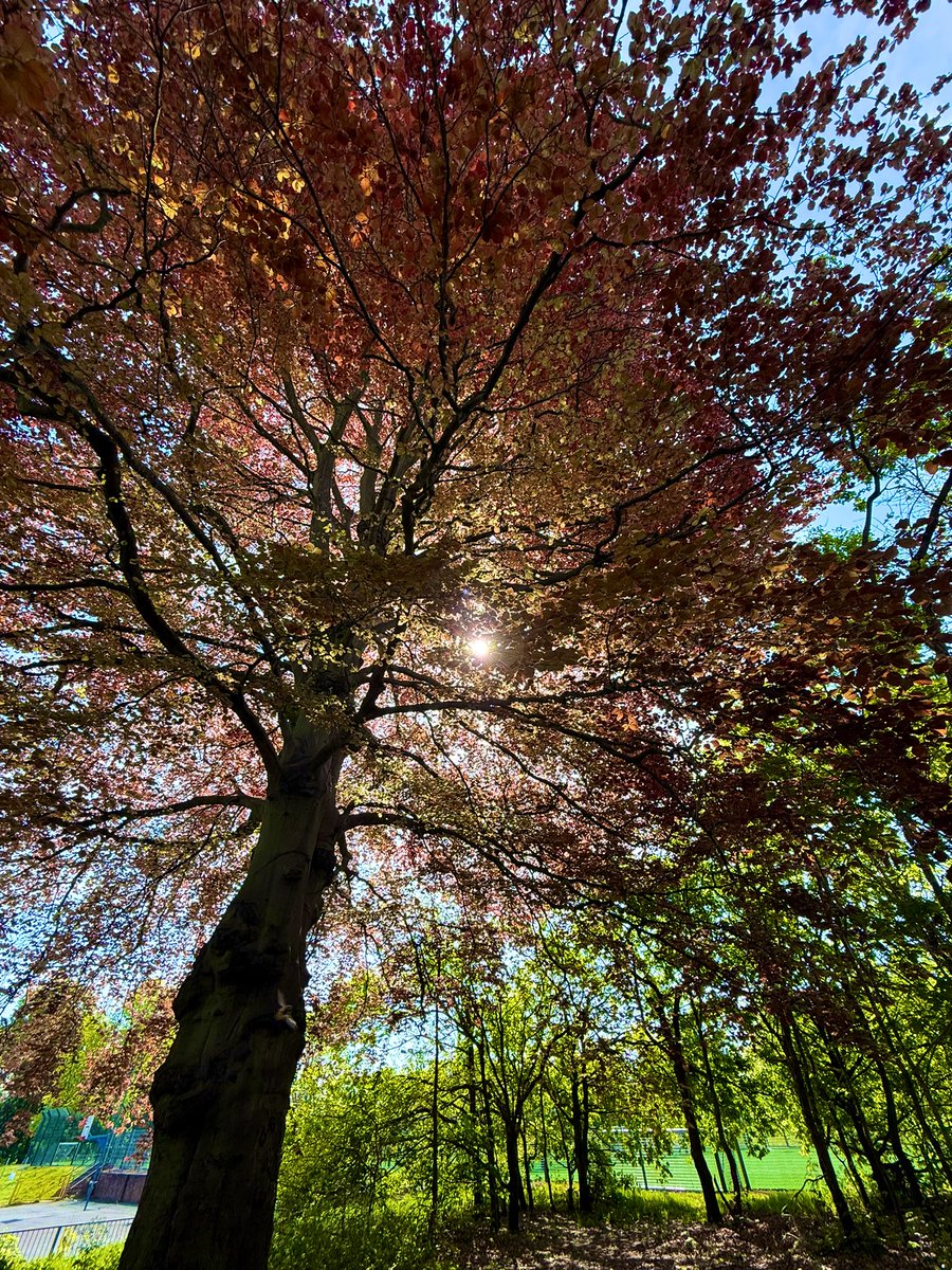 kirsten_fernand's tweet photo. My favourite tree has grown its leaves back, what a beauty! #thicktrunktuesday 🌳 💚 https://t.co/jsgxjyVIVT