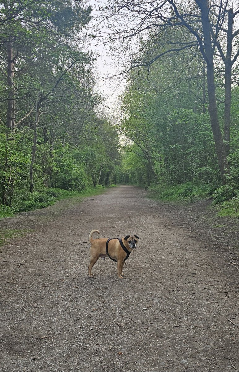 Alex_46_'s tweet photo. Good morning @BBGRichie  🙏🌄🐕 https://t.co/JtiZNlhqXm