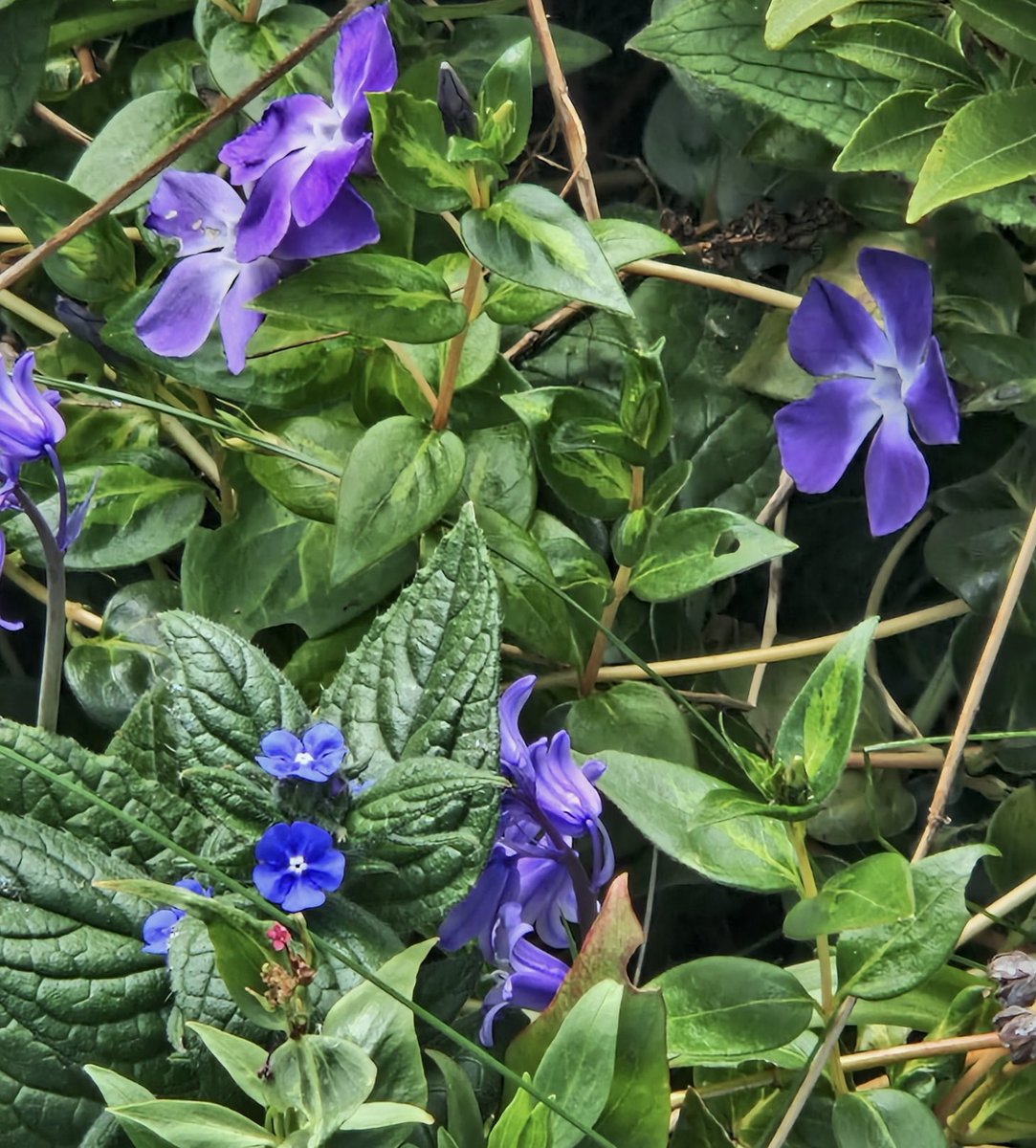 AntheaJames3's tweet photo. #GoodMorningTwitterFriends Happy Tuesday, hope you day goes just as you wanted. Take care #everyone .๐ฅฐA touch of #TuesdayBlue and #Green #Periwinkle #Bluebell #Alkanet #GardeningTwitter #TuesdayFeeling https://t.co/Xp52yVtj8J