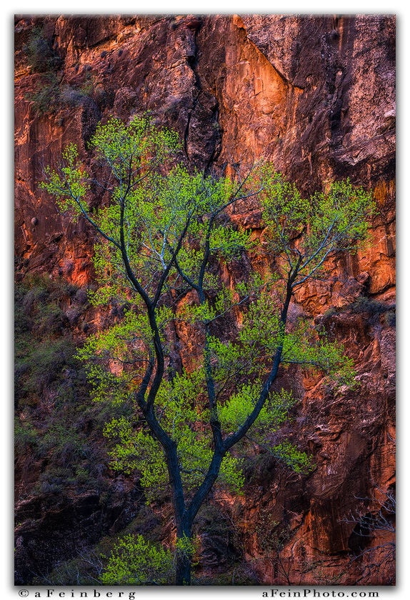 “In Bloom” (unreleased) ©2025

After walking out of The Narrows (which was its own fabulous adventure) we came across this awesome glow and the fresh baby leaves on this Cottonwood (I believe?!).  The contrast was fantastic.  Beauty around every turn.

Aloha!
aF
#zion #utah