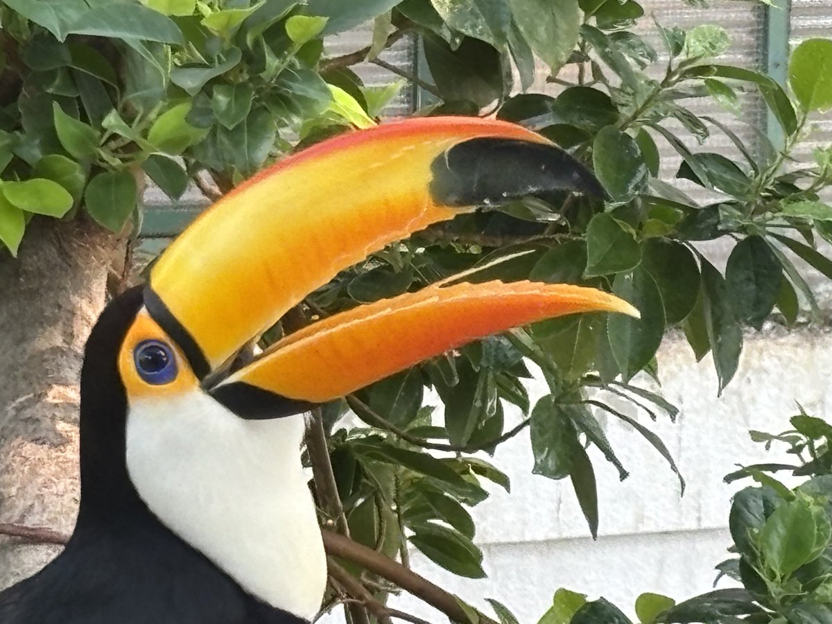 Shuya Chiba (千葉修也) 蝶画Toucan Bird (オオハシ) 美術品