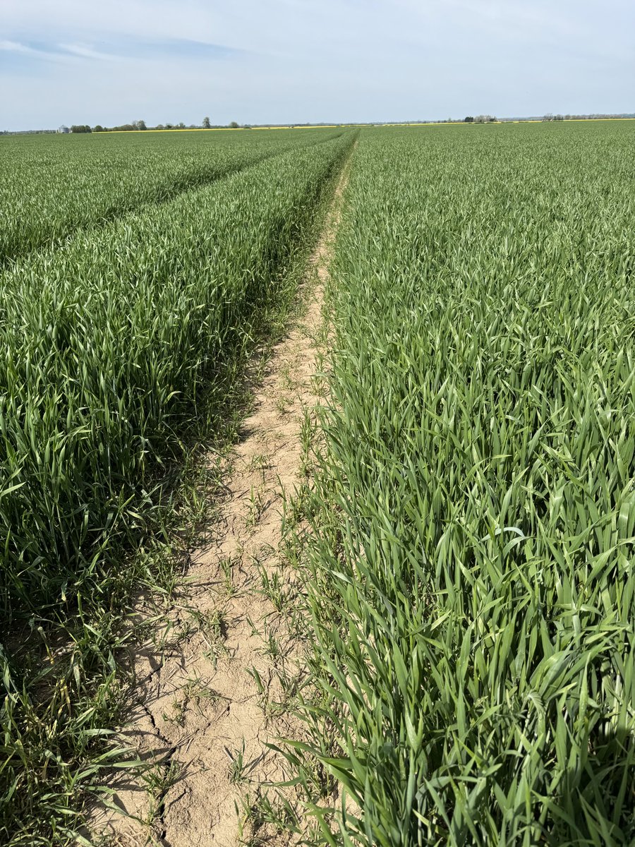 Triticale and vetch good potential wholecrop grown for biogas. #AD #biogas