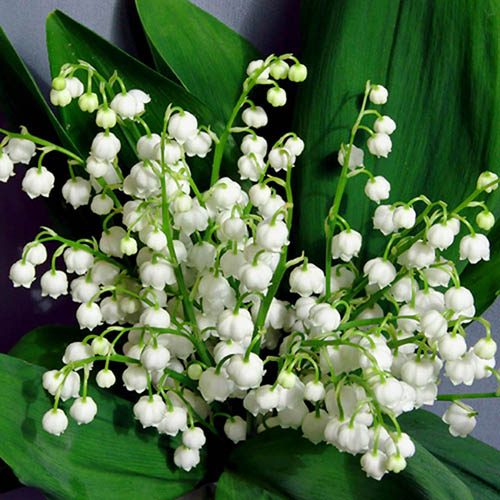 Flower Show tweet media