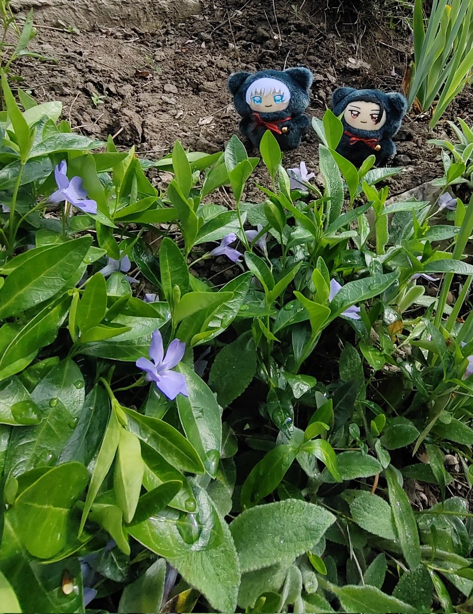 Аґрус 🌱🇺🇦 Berry tweet media