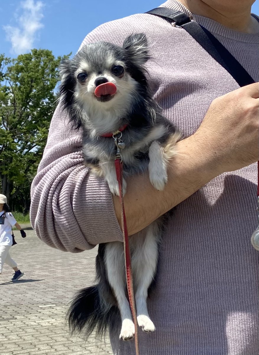 miyanshonchan's tweet photo. 木場公園へお散歩に行きました
お天気も良くショコタンにっこり😄 https://t.co/KLkDM9B0XT