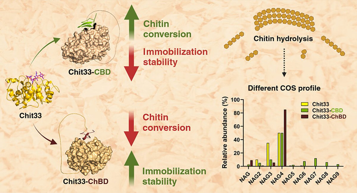 IQF-CSIC (@iqf_csic) on Twitter photo #IQFPaper Boosting Biocatalytic Efficiency: Engineering of Chitinase Chit33with Chitin and Cellulose Binding Domains for Sustainable ChitinConversion. Published in J. Agric. Food Chem.
Collaboration with <a href="/CBM_CSIC_UAM/">Centro de Biología Molecular Severo Ochoa</a> #NMBU <a href="/IIM_CSIC/">Instituto de Investigacións Mariñas - CSIC</a>
bit.ly/4iEIv3w #IQFPaper Boosting Biocatalytic Efficiency: Engineering of Chitinase Chit33with Chitin and Cellulose Binding Domains for Sustainable ChitinConversion. Published in J. Agric. Food Chem.
Collaboration with <a href="/CBM_CSIC_UAM/">Centro de Biología Molecular Severo Ochoa</a> #NMBU <a href="/IIM_CSIC/">Instituto de Investigacións Mariñas - CSIC</a>
bit.ly/4iEIv3w