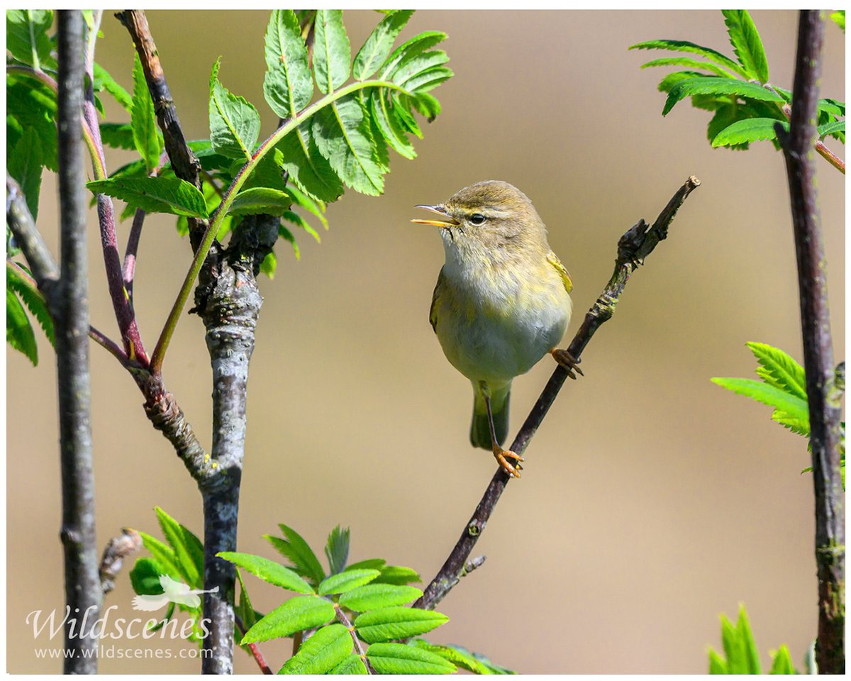 John Gardner (@wildscenesuk) on Twitter photo Willow warbler in mountain ash on the moors above Huddersfield.
<a href="/BBCSpringwatch/">BBC Springwatch</a>
#birdphotography #BirdsOfTwitter #warblers Willow warbler in mountain ash on the moors above Huddersfield.
<a href="/BBCSpringwatch/">BBC Springwatch</a>
#birdphotography #BirdsOfTwitter #warblers