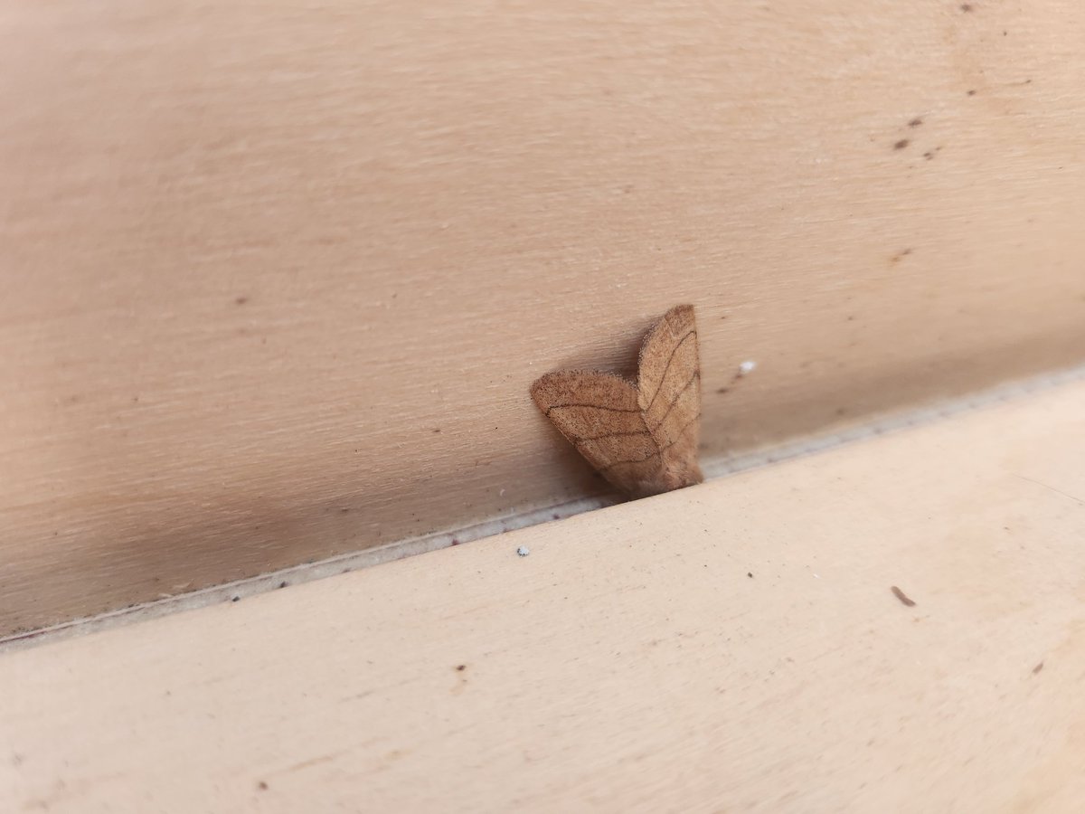 ProctorVic's tweet photo. First trapping of the year, possibly forgotten all i knew ID wise! Help! @MOTHIDUK @stuttonsparrows @DeansMatthew https://t.co/N2Ys4iZYH8