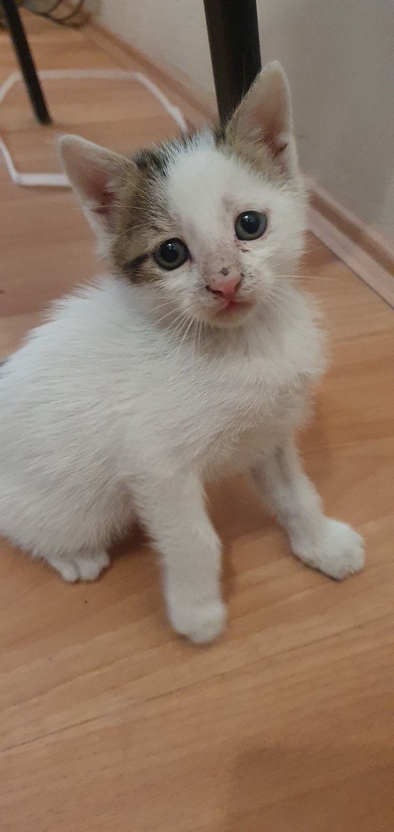 Her türlü yazı işleriniz yapılır 😸  bana ve kardeşlerime yuva bulur musunuz? 2 aylık erkek 3 kardeşiz lütfen bizi çok sevecek külelerimizi bekliyoruz. Başakşehir ikitelli osb  <a href="/Badiko_/">Badiko</a>  <a href="/Kedilerbasti/">T.C. Billur M</a>
<a href="/_patiasigi_/">Sery</a> @omer_art4