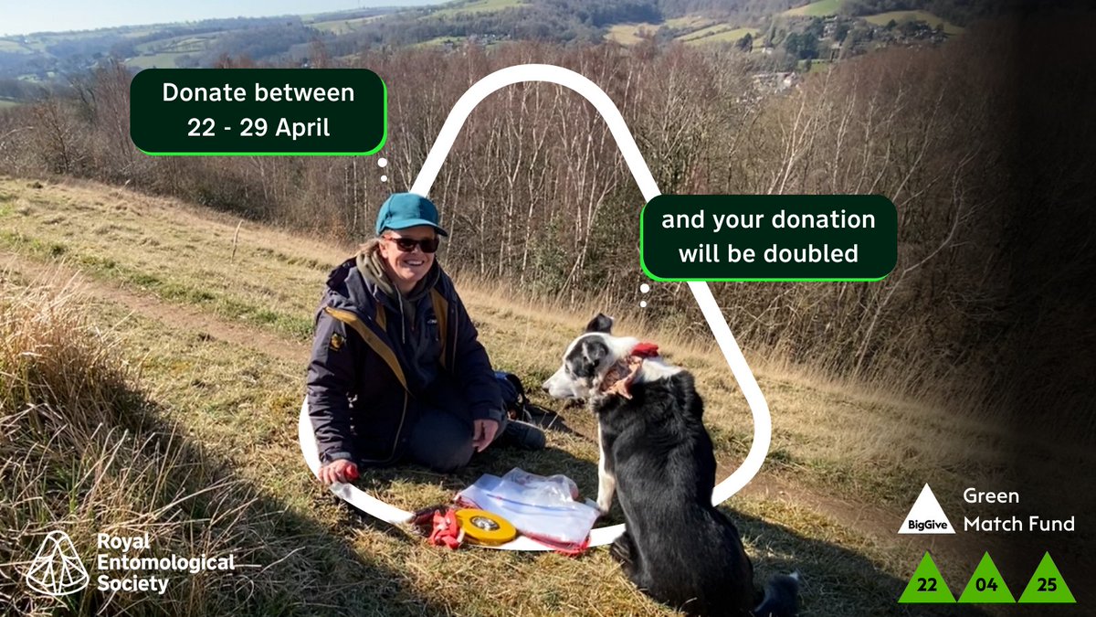 Royal Entomological Society (@royentsoc) on Twitter photo 📢 Last hours to make twice the impact for #InsectConservation 🦋
This is Sarah Meredith, RES Conservation Officer with Tri the '#LargeBlue' collie, thanking everyone who has donated so far. Help us hit our #BigGive target before noon 🔽
donate.biggive.org/campaign/a05WS…
<a href="/SarahLargeBlue/">Sarah Meredith</a> 📢 Last hours to make twice the impact for #InsectConservation 🦋
This is Sarah Meredith, RES Conservation Officer with Tri the '#LargeBlue' collie, thanking everyone who has donated so far. Help us hit our #BigGive target before noon 🔽
donate.biggive.org/campaign/a05WS…
<a href="/SarahLargeBlue/">Sarah Meredith</a>