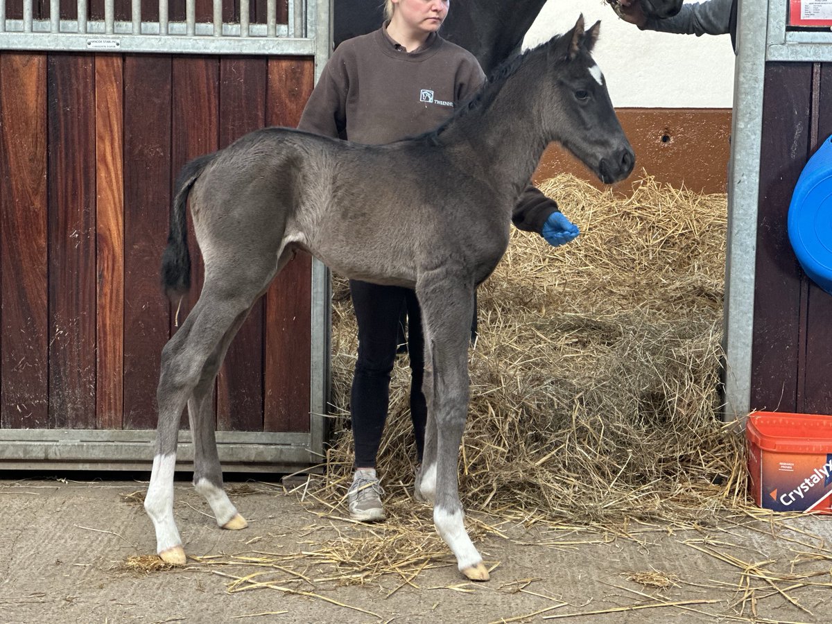 David Redvers (@dredvers) on Twitter photo There are foals and then there are goals! This is what I’ve wanted to breed all my career. Kameko colt born last night out of Champion 2yo Scat Daddy mare Ruby Love. This is a half brother to <a href="/osbornejamie/">Jamie Osborne</a> Heart Of Honour and as good as it gets. 😍 There are foals and then there are goals! This is what I’ve wanted to breed all my career. Kameko colt born last night out of Champion 2yo Scat Daddy mare Ruby Love. This is a half brother to <a href="/osbornejamie/">Jamie Osborne</a> Heart Of Honour and as good as it gets. 😍