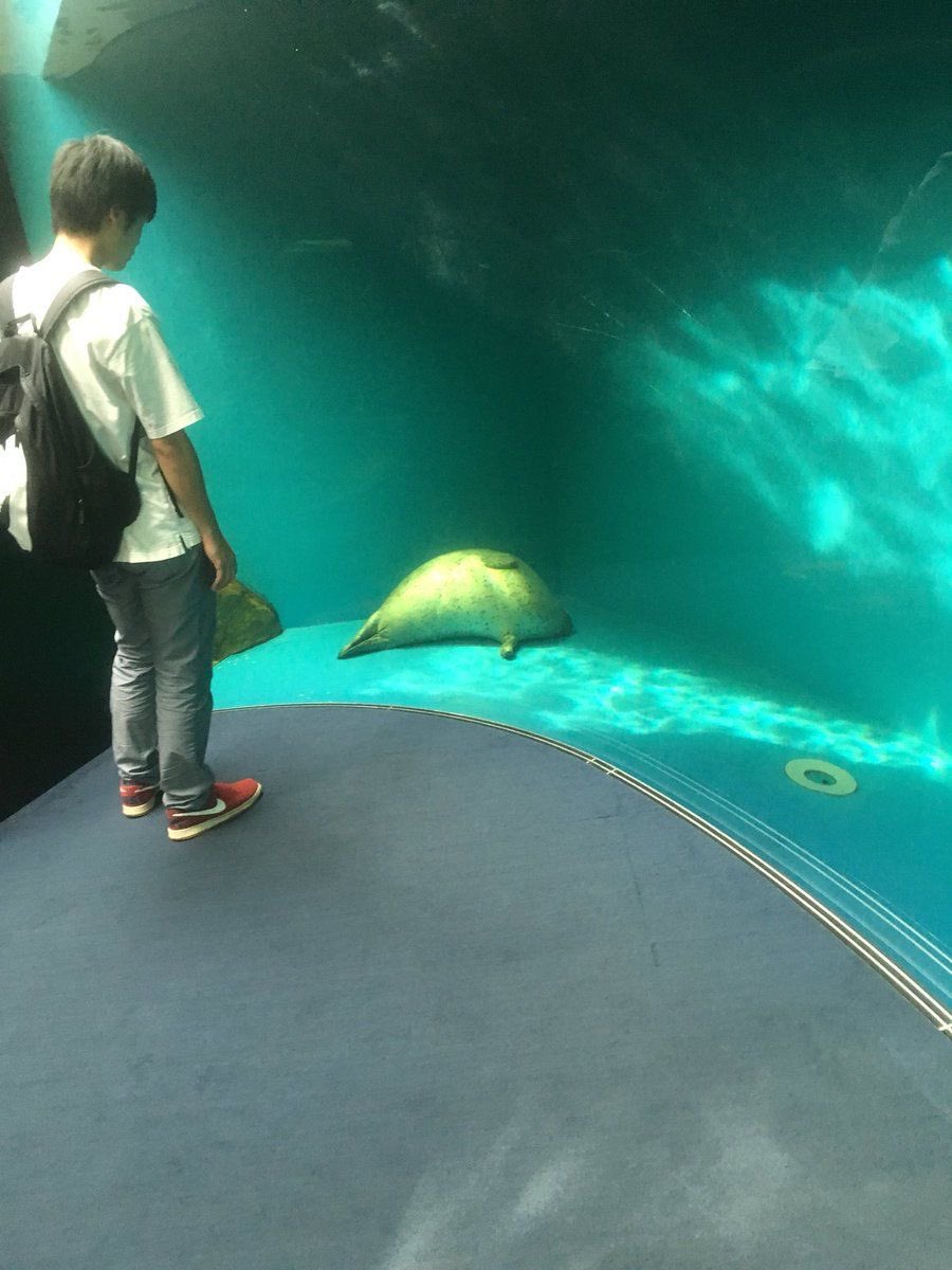 爆睡してるアザラシ見てきた