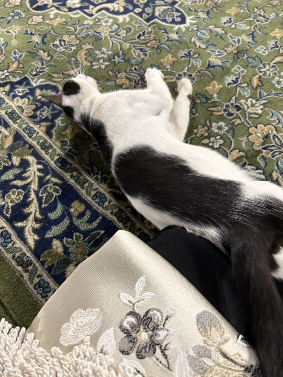 Nebevi de kedi ile hasbıhal