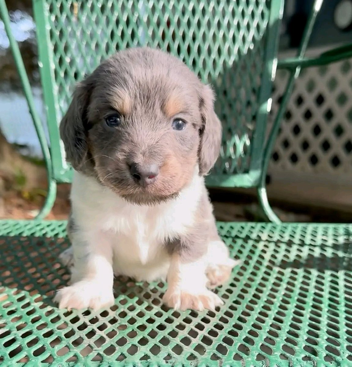 Wildflowerpups's tweet photo. 😍😍😍 look at this cutie little photogenic boy🥰longhair blue and cream piebald male💙#miniaturedachshund #dachshund #dachshundpuppies #longhairdachshund #minidachshund #dachshunds #puppy #piebalddachshund #bluedachshund #minidachshunds https://t.co/l9kAYfoBHU