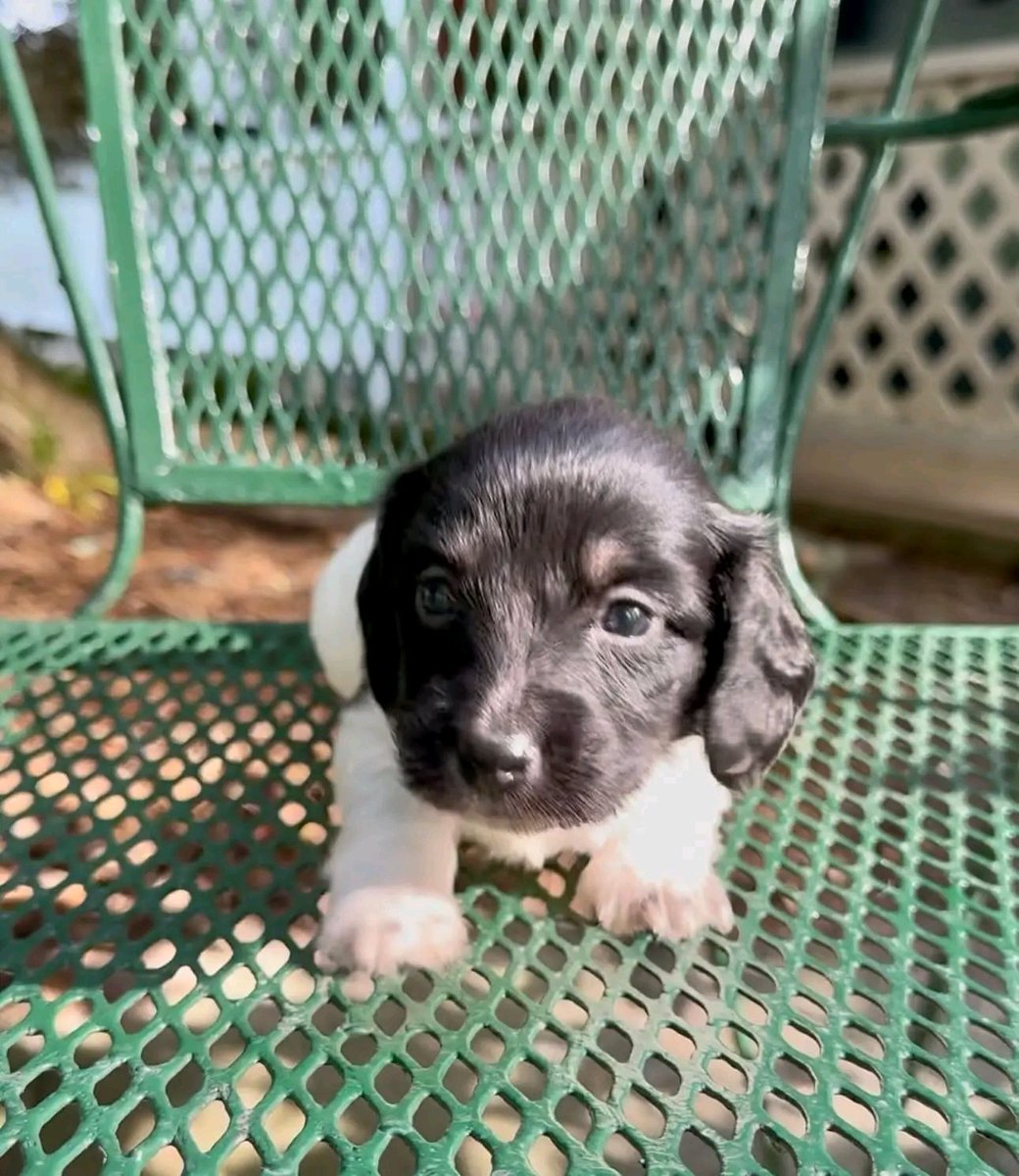 Wildflowerpups's tweet photo. Longhair black and cream piebald female🖤🤍🐼 rtg 5/25 #miniaturedachshund #dachshundpuppies #longhairdachshund #blackandwhite #piebalddachshund #dachshund #minidachshund #dachshunds #puppy #puppies #miniaturedachshundpuppy https://t.co/QITrRb7fAF