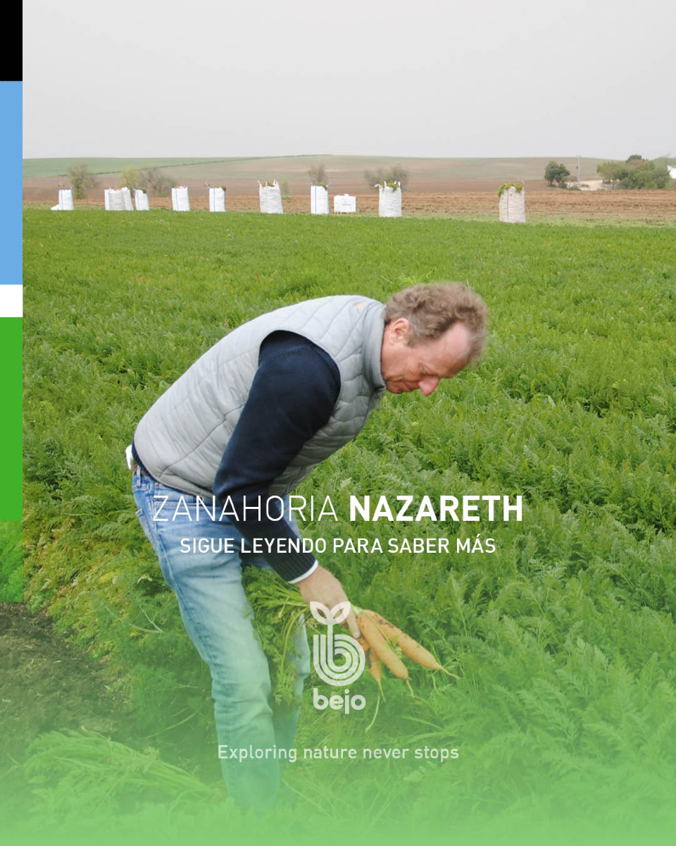BejoEspana's tweet photo. 🥕 ¡Descubre NAZARETH! La zanahoria nantesa de Bejo, tu socio de calidad!🤝
https://t.co/5xoPozKSOV
📣 ¡Añade Nazareth a tu cosecha y descubre la calidad de Bejo! ¿Quieres saber más detalles? Consulta a nuestro equipo comercial 📲🥕
#exploringnatureneverstops #semillasbejo https://t.co/YTvNAljdc3