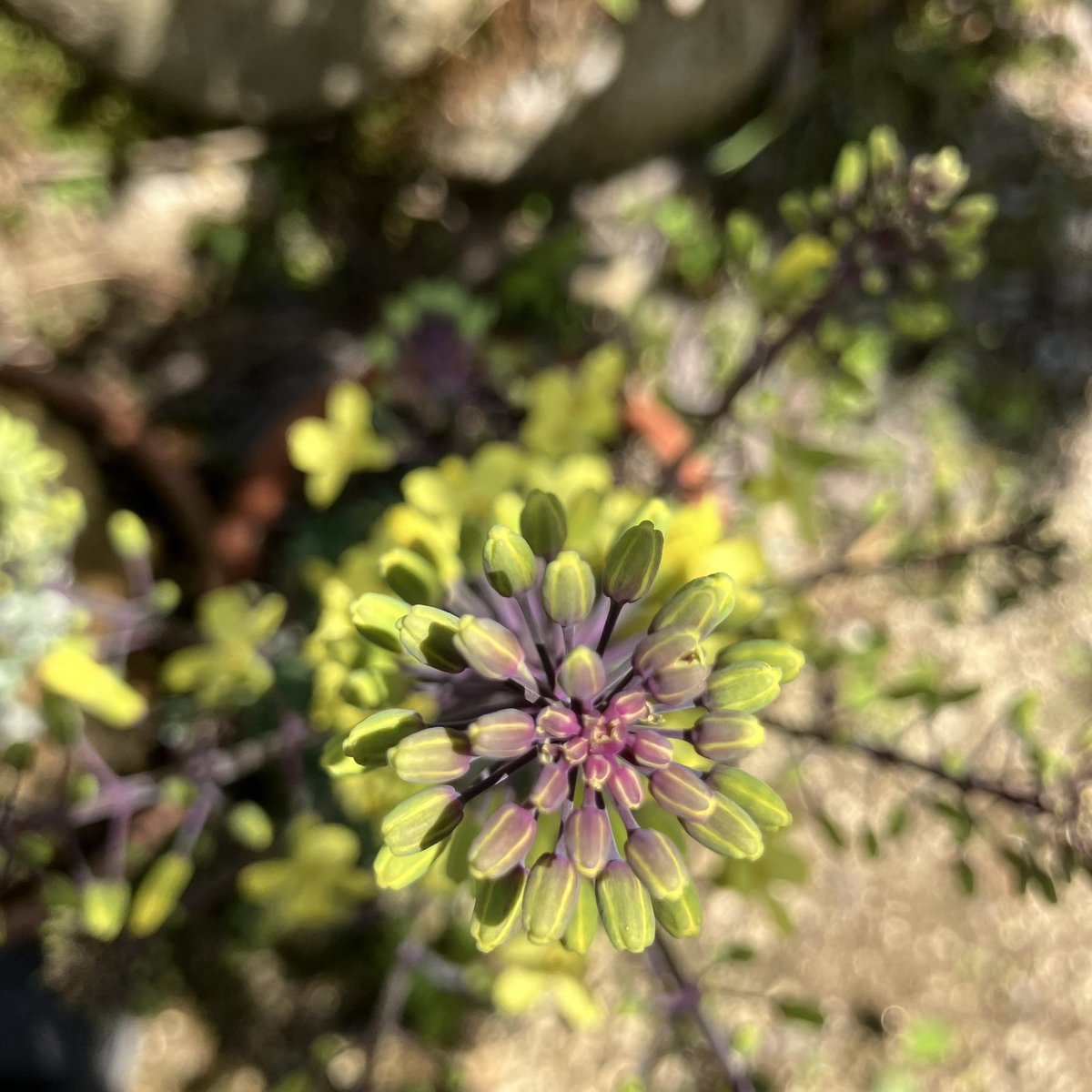 葉牡丹の真ん中から茎がどんどん伸び、花が盛んに咲いています。外に出したままで冬の寒さでも外で枯れなかったけれど・・
再現した「守一の庭」より
#熊谷守一
#葉牡丹