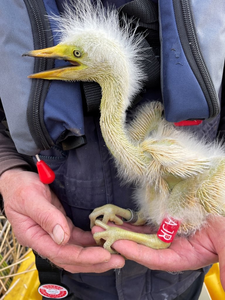 Egret ringing on Westhay Moor! 🤍

This great white egret chick was successfully ringed last week — from a nest on Westhay Moor National Nature Reserve! 🙌